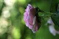 Pastele color flower and layered petals of  the  cabbage ros Royalty Free Stock Photo